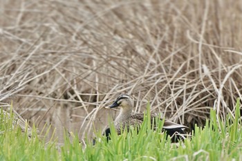 Eastern Spot-billed Duck ちどり湖 Sun, 3/24/2024