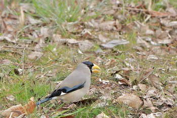 Japanese Grosbeak ちどり湖 Sun, 3/24/2024