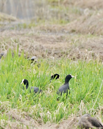 オオバン ちどり湖 2024年3月24日(日)