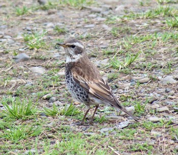 Dusky Thrush 多摩川河川敷 Sun, 3/24/2024