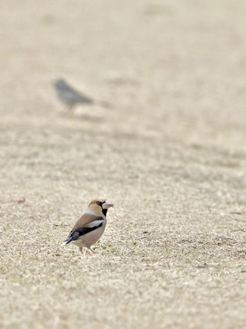 Hawfinch ちどり湖 Sun, 3/24/2024