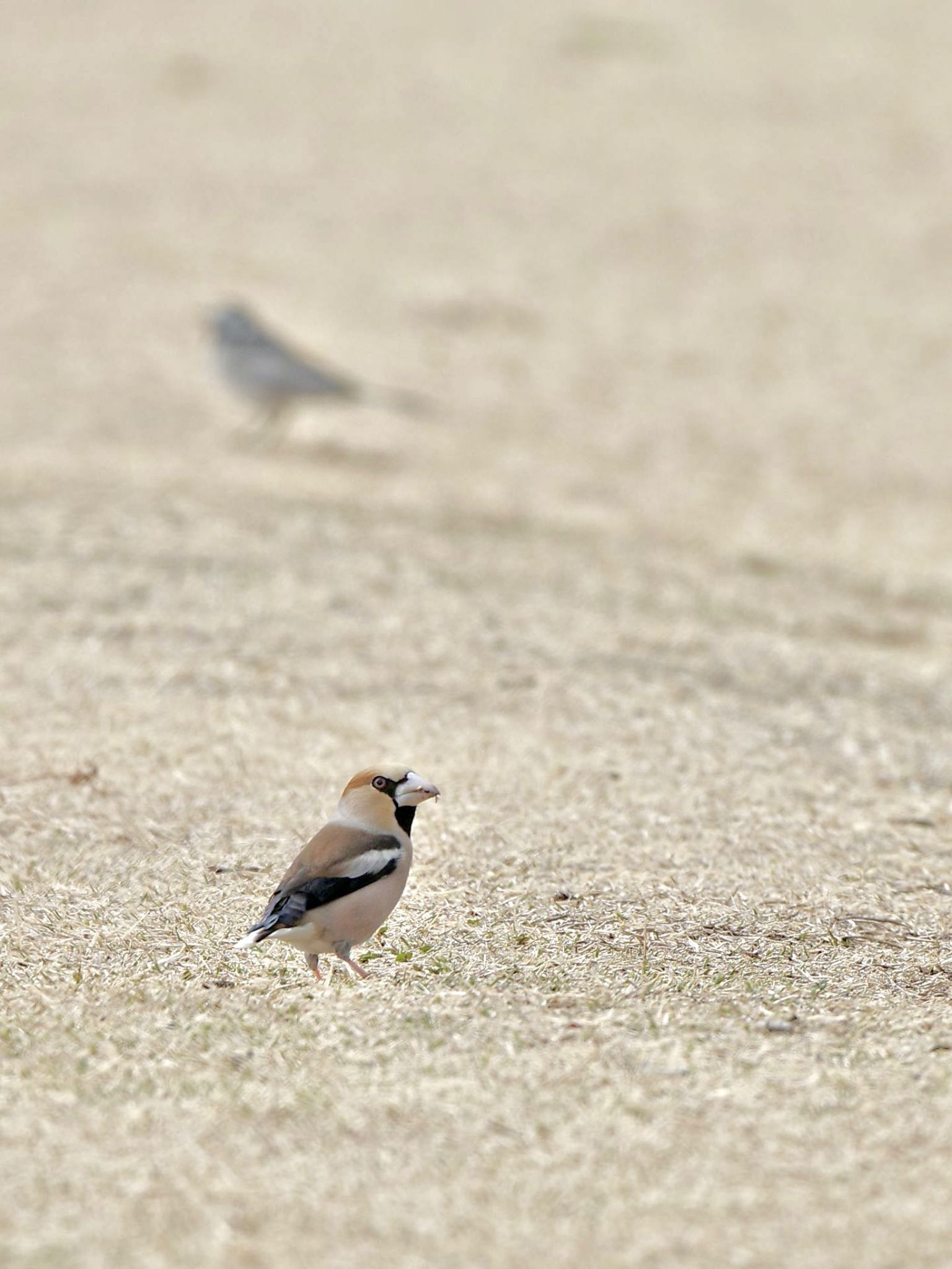 Photo of Hawfinch at ちどり湖 by 關本 英樹