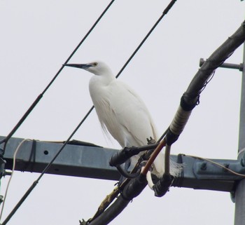 Little Egret 二ヶ領用水 Sun, 3/24/2024