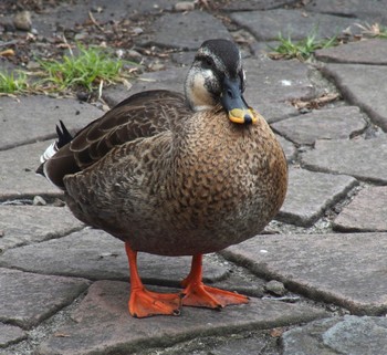 Eastern Spot-billed Duck 二ヶ領用水 Sun, 3/24/2024