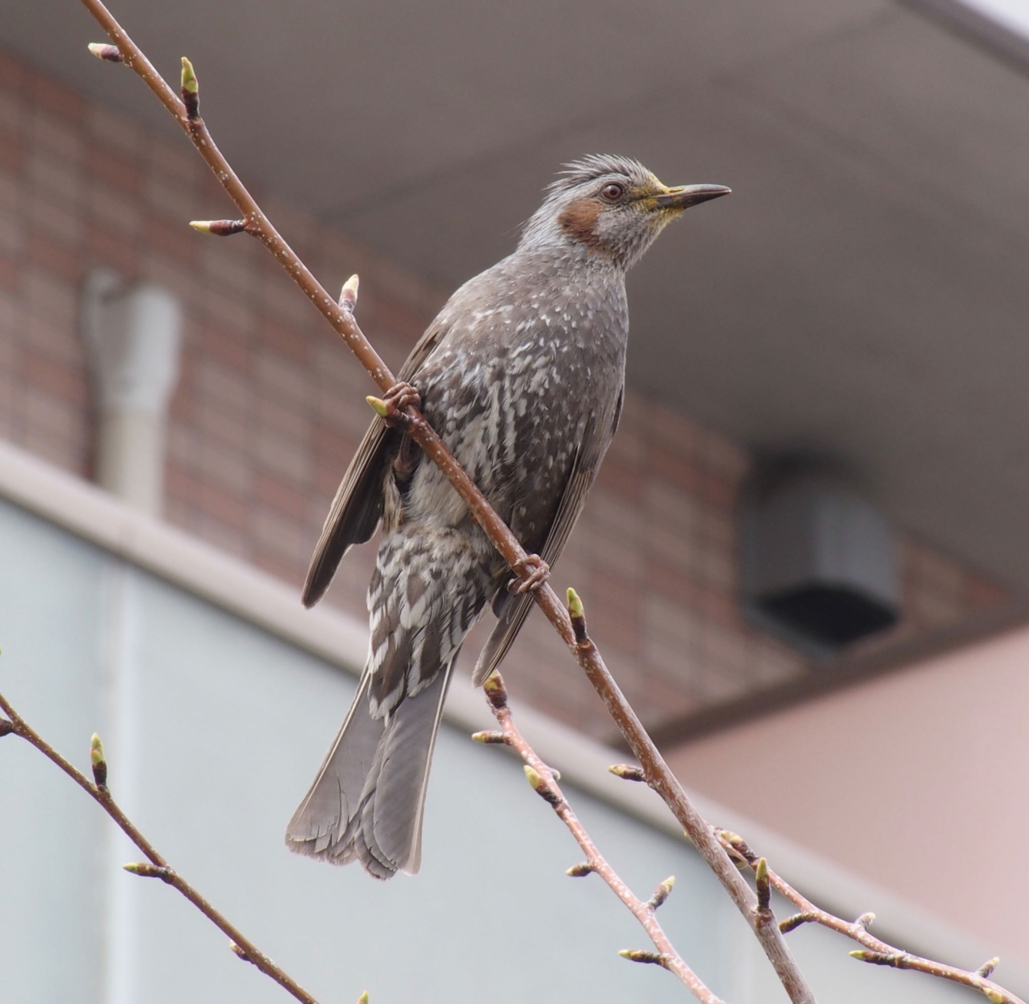 Brown-eared Bulbul