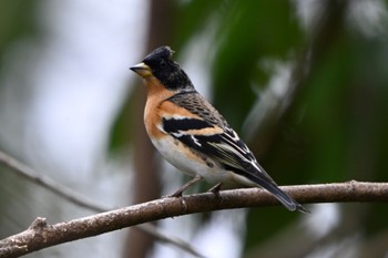 Brambling Shinjuku Gyoen National Garden Sun, 3/24/2024