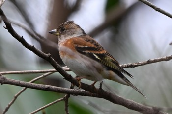 Brambling Shinjuku Gyoen National Garden Sun, 3/24/2024