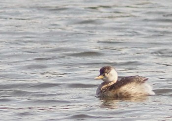 Little Grebe 見沼自然公園 Tue, 3/19/2024