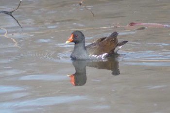 Common Moorhen 見沼自然公園 Tue, 3/19/2024