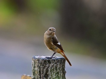 Daurian Redstart 三保海岸 Sun, 3/17/2024