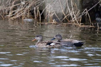 2024年3月23日(土) 酒匂川河口の野鳥観察記録