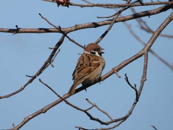 Eurasian Tree Sparrow まつぶし緑の丘公園 Fri, 1/5/2024