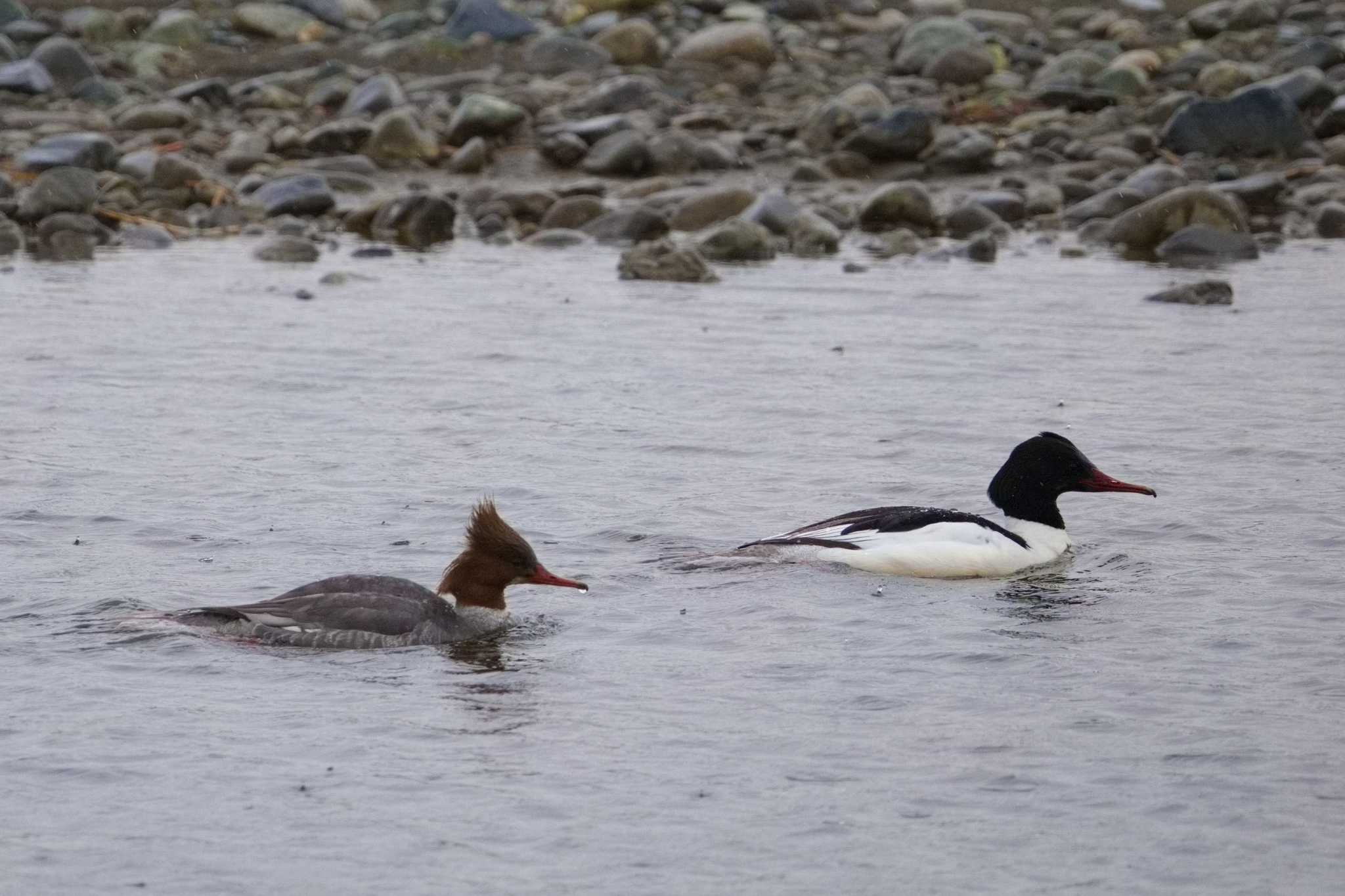 Common Merganser