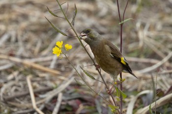 Grey-capped Greenfinch 酒匂川河口 Sat, 3/23/2024