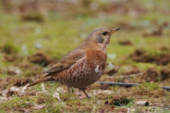 Naumann's Thrush Rikugien Garden Sat, 3/23/2024