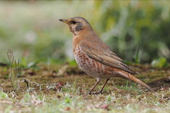 Naumann's Thrush Rikugien Garden Sat, 3/23/2024