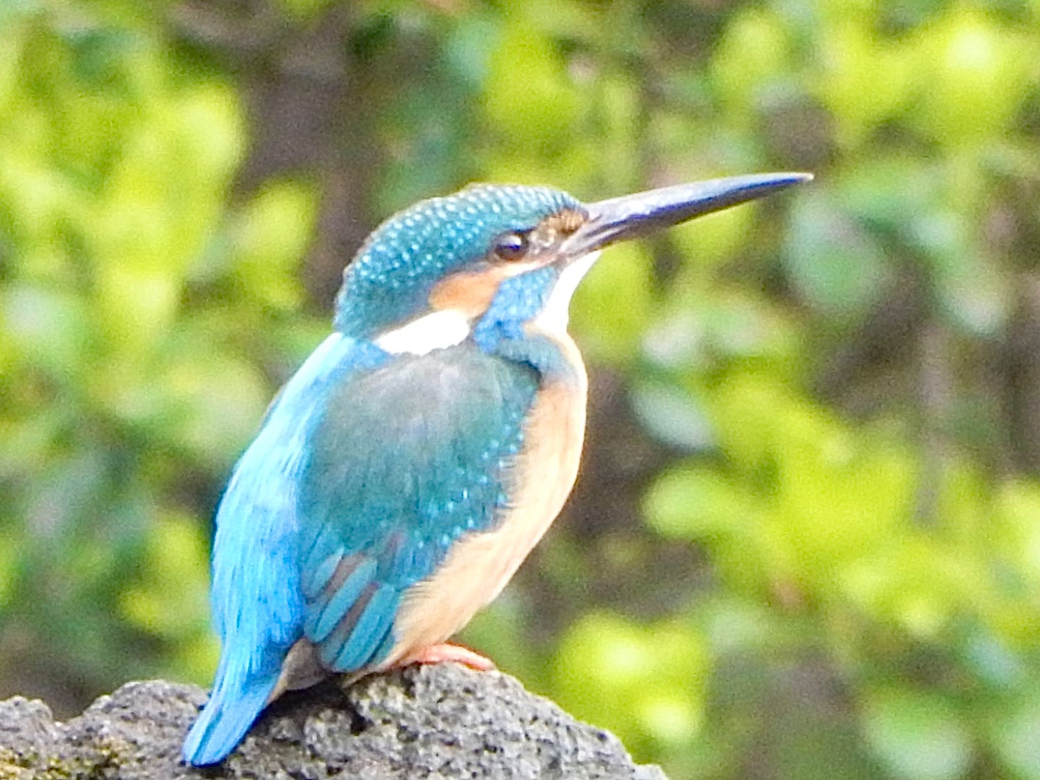 Photo of Common Kingfisher at Shinjuku Gyoen National Garden by HIKARI  ξ(｡◕ˇ◊ˇ◕｡)ξ