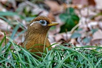 ガビチョウ 北本自然観察公園 2024年3月23日(土)