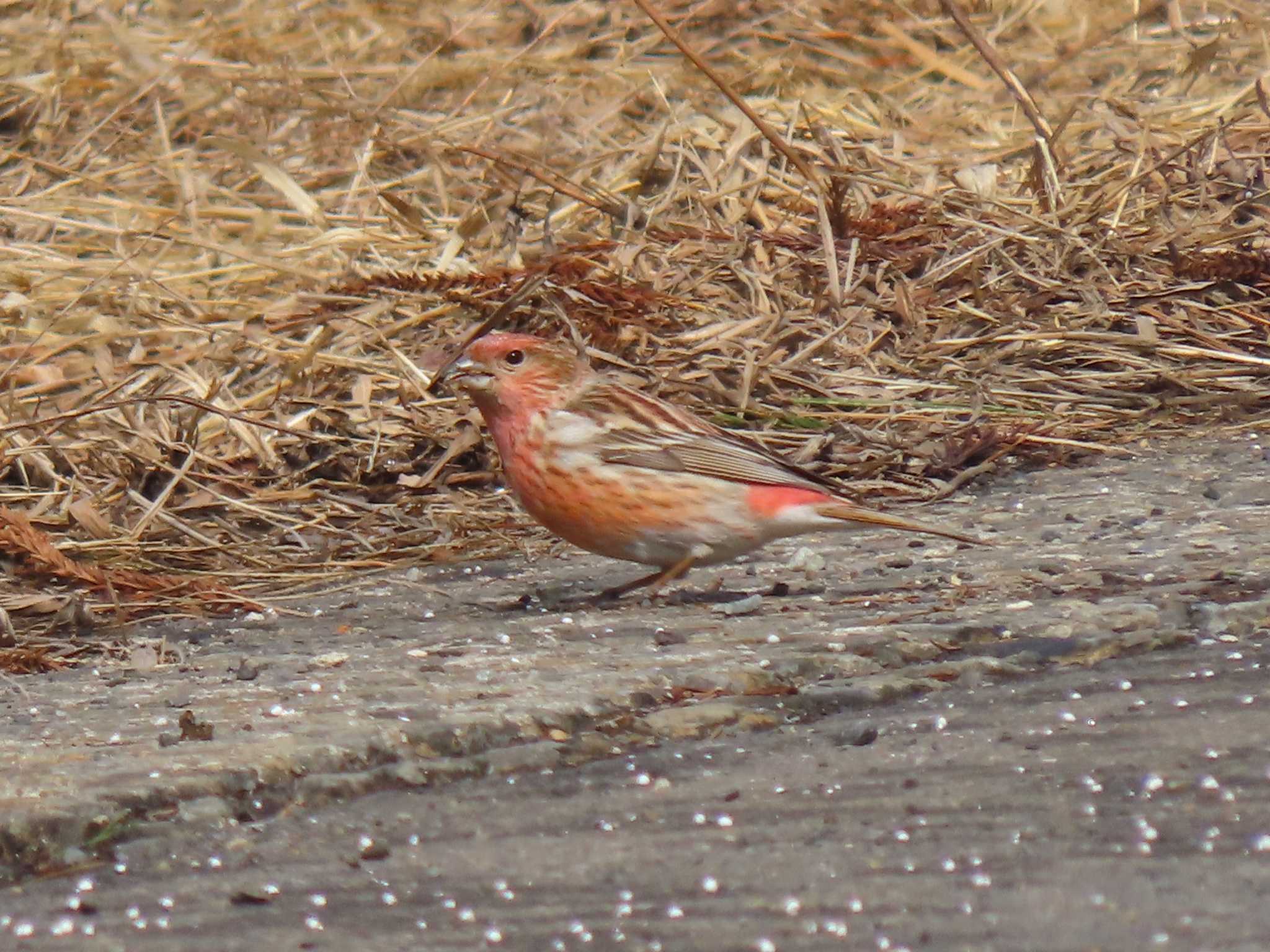 Pallas's Rosefinch