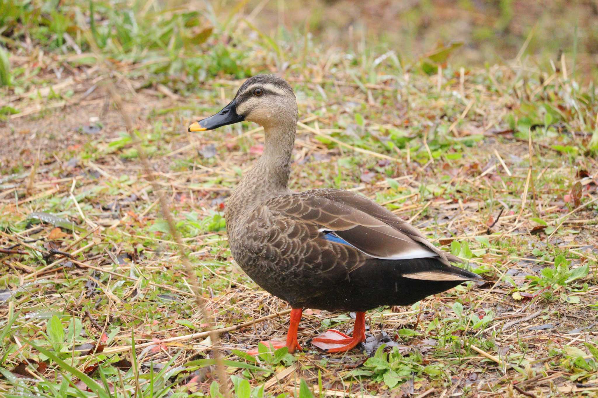 Eastern Spot-billed Duck