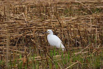 2024年3月24日(日) 名古屋平和公園の野鳥観察記録