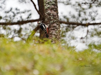 Great Spotted Woodpecker 柏市水生水辺公園 Sun, 3/24/2024