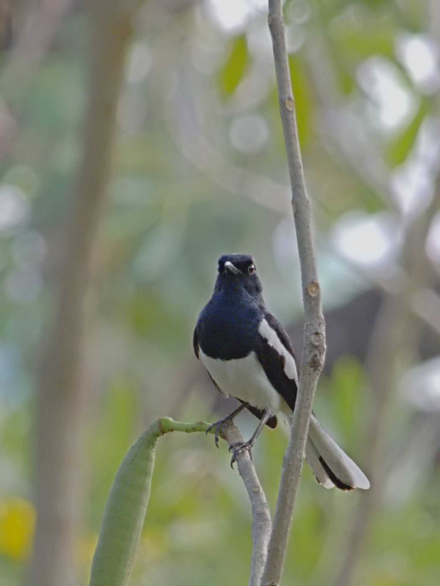 Wachirabenchathat Park(Suan Rot Fai) シキチョウの写真 by BK MY