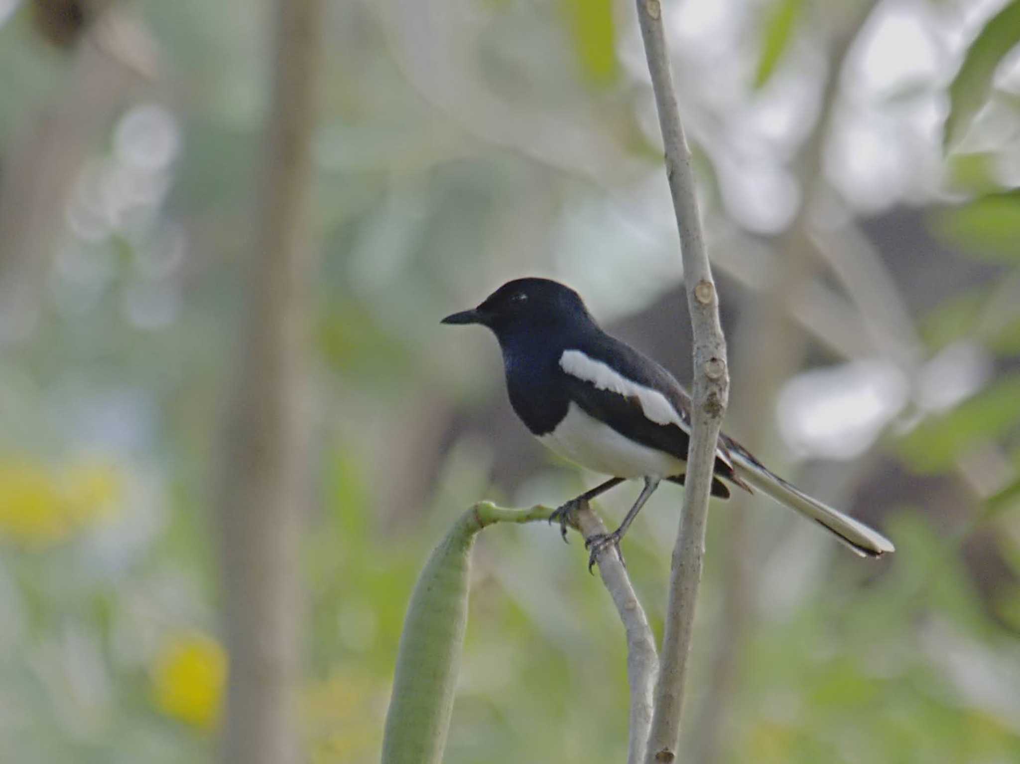 Photo of Oriental Magpie-Robin at Wachirabenchathat Park(Suan Rot Fai) by BK MY