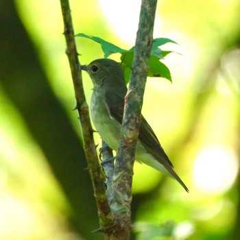 Narcissus Flycatcher 福島市小鳥の森 Sun, 9/19/2021