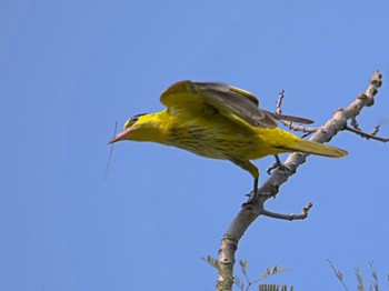 Black-naped Oriole Wachirabenchathat Park(Suan Rot Fai) Sat, 3/23/2024