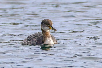 Red-necked Grebe 神奈川県 Sun, 3/17/2024