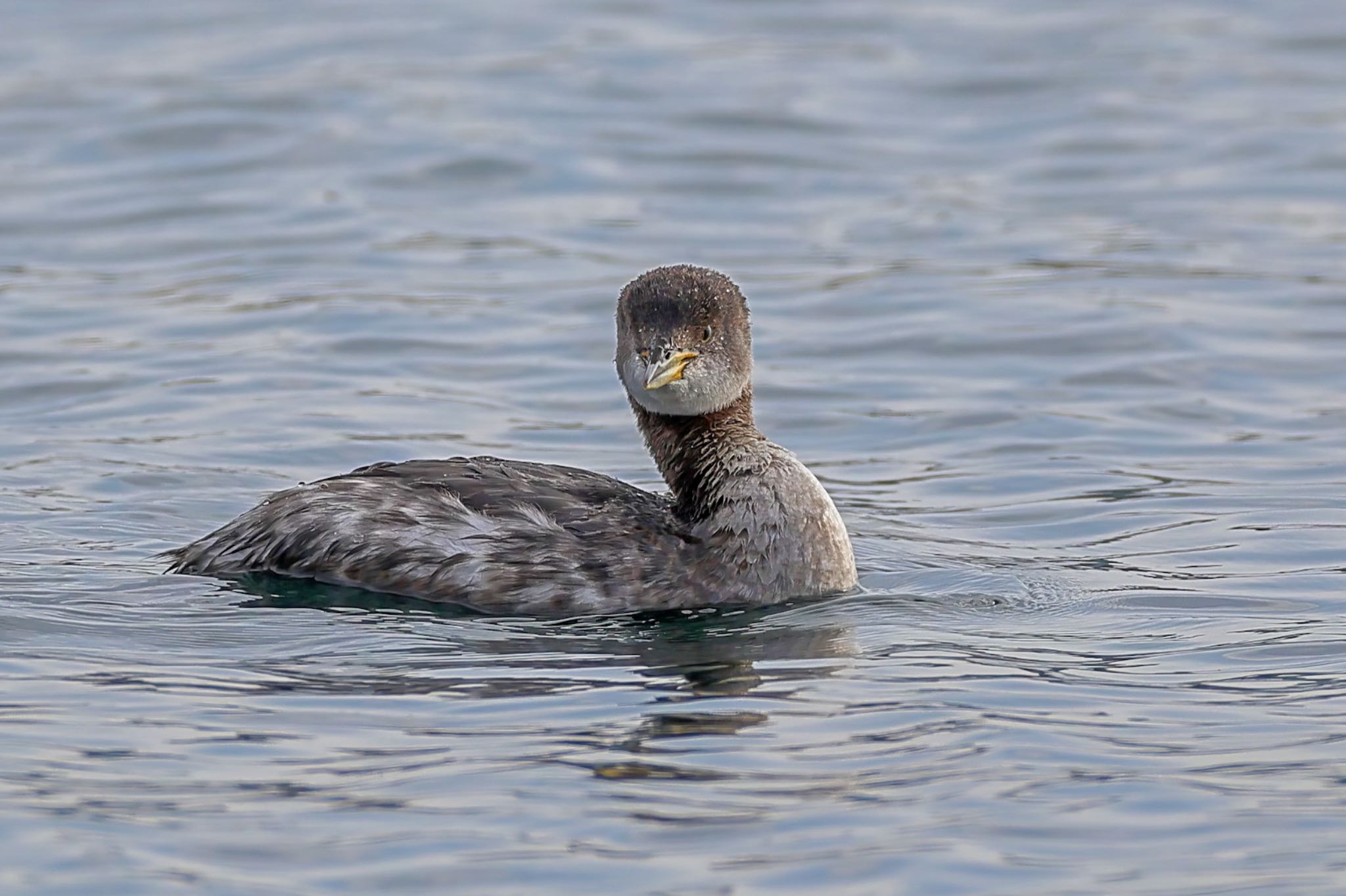 Photo of Red-necked Grebe at 神奈川県 by amachan
