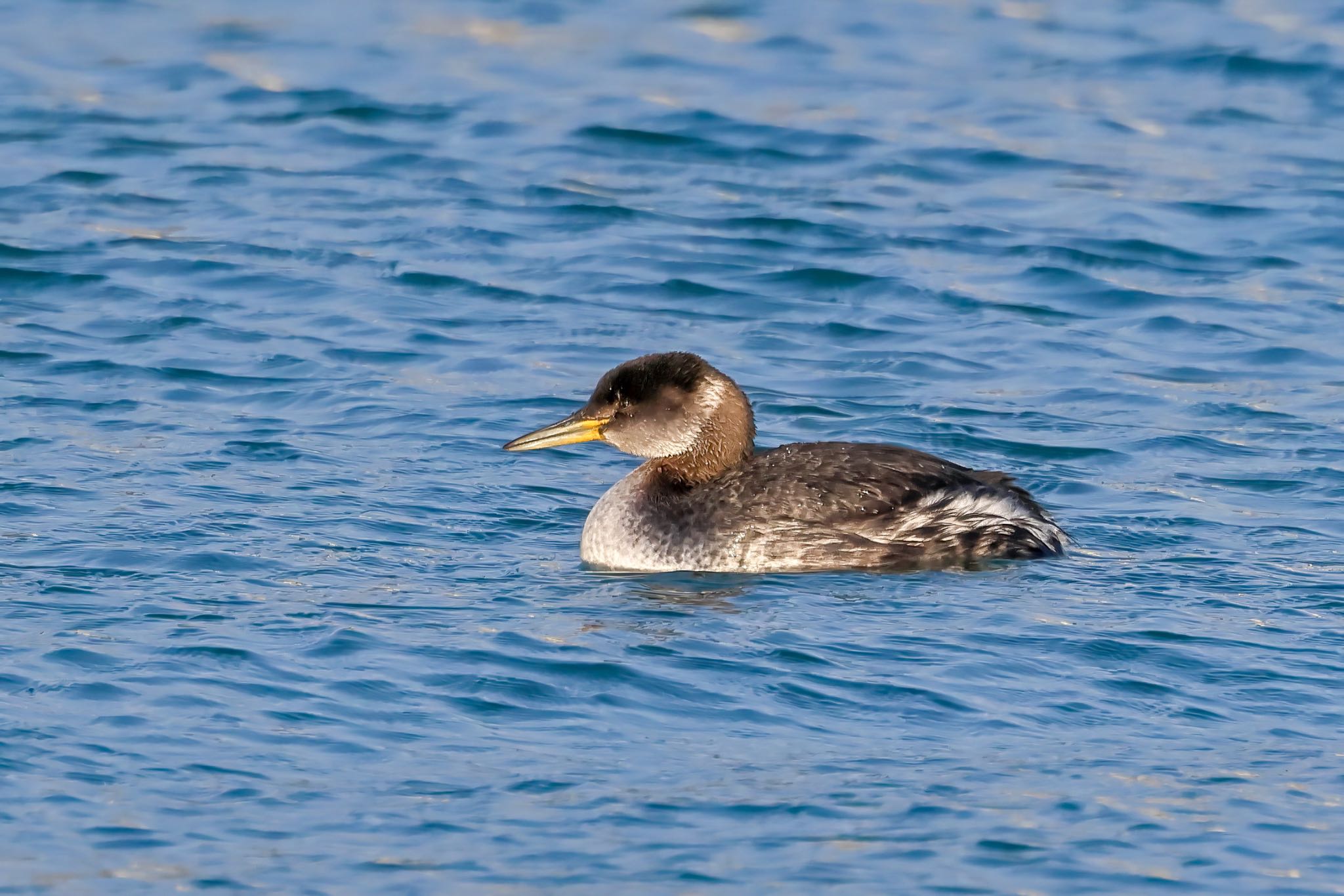 Photo of Red-necked Grebe at ひたちなか by amachan