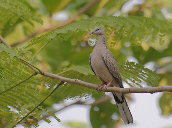 Spotted Dove Wachirabenchathat Park(Suan Rot Fai) Sat, 3/23/2024