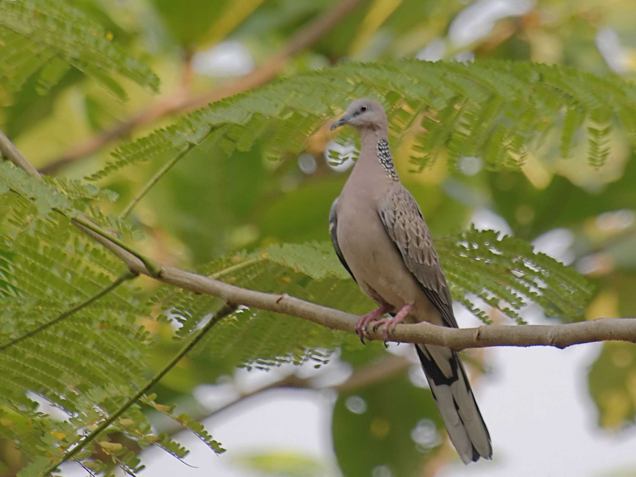 Wachirabenchathat Park(Suan Rot Fai) カノコバトの写真 by BK MY