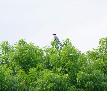 2021年9月25日(土) 東京都港区の野鳥観察記録