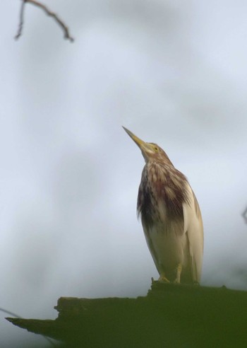 Javan Pond Heron Wachirabenchathat Park(Suan Rot Fai) Sat, 3/23/2024