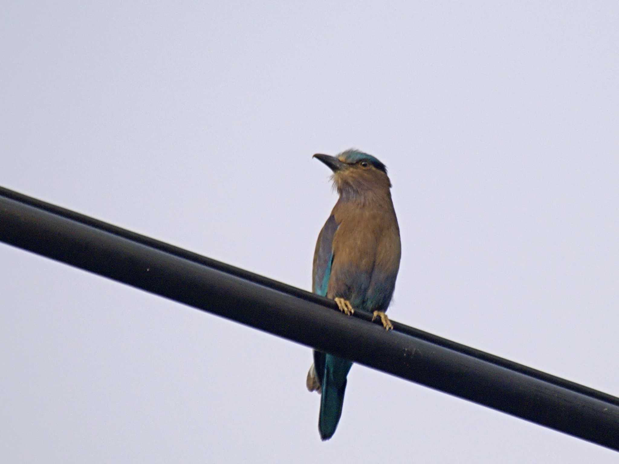 Photo of Indian Roller at Wachirabenchathat Park(Suan Rot Fai) by BK MY