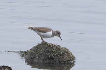 Common Sandpiper Tokyo Port Wild Bird Park Sun, 3/24/2024