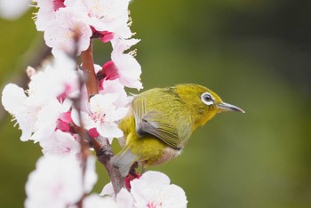 Warbling White-eye Tokyo Port Wild Bird Park Sun, 3/24/2024