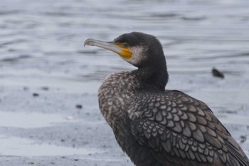 Great Cormorant Tokyo Port Wild Bird Park Sun, 3/24/2024