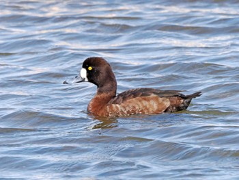 Greater Scaup 宮城県 鳥の海 Sun, 3/24/2024