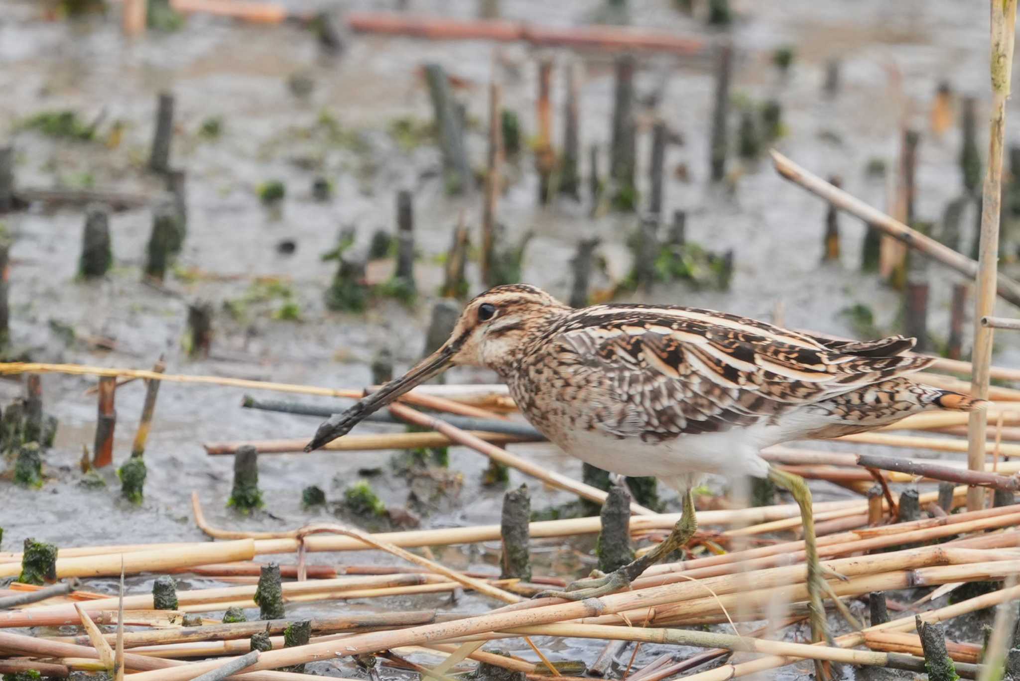 Common Snipe