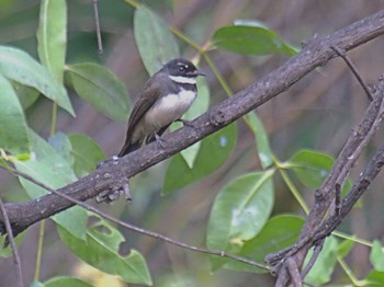 Malaysian Pied Fantail Wachirabenchathat Park(Suan Rot Fai) Sat, 3/23/2024