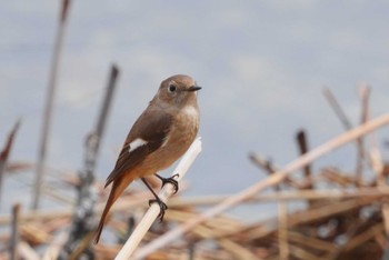 ジョウビタキ 東京港野鳥公園 2024年3月24日(日)