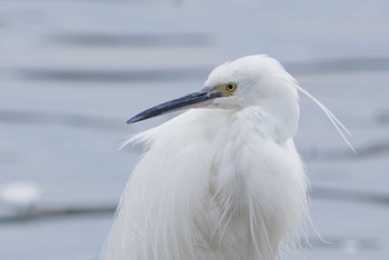 コサギ 東京港野鳥公園 2024年3月24日(日)