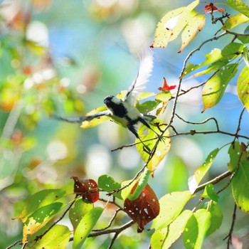 Japanese Tit 福島市小鳥の森 Sun, 9/19/2021