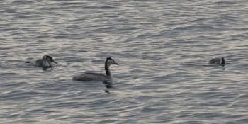 Great Crested Grebe 森戸海岸 Sun, 12/16/2018