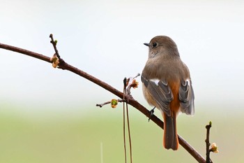 Daurian Redstart 荒子川公園 Sun, 3/24/2024