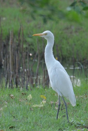 アマサギ Wachirabenchathat Park(Suan Rot Fai) 2024年3月23日(土)